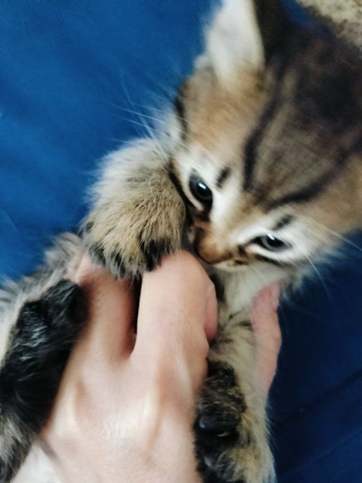 Кошка шотландский