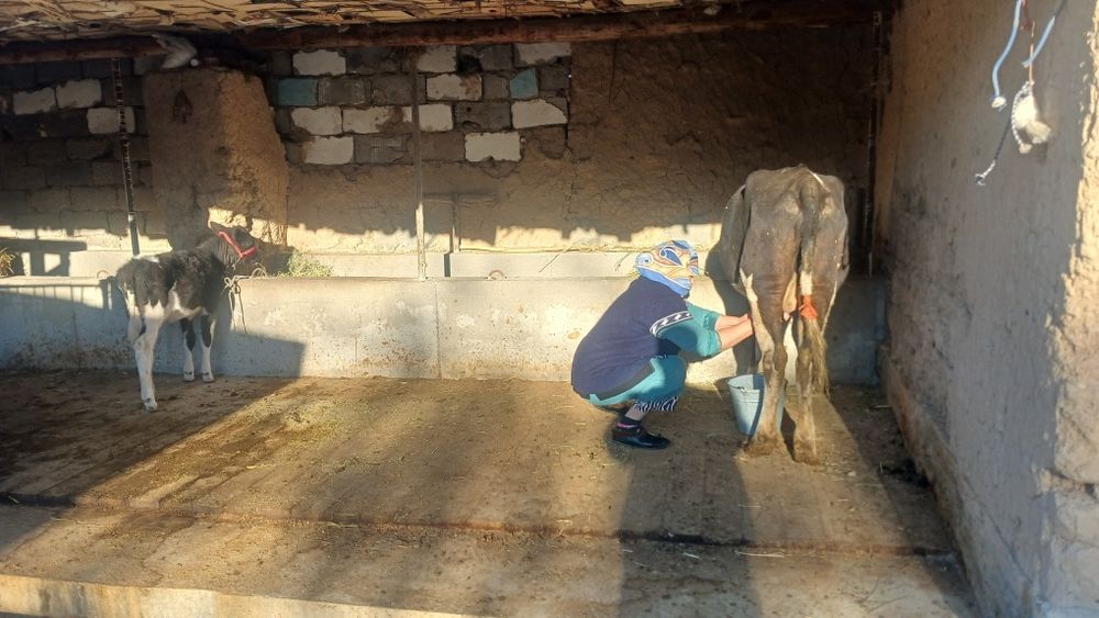 Бұзаулы сиыр сатылады түркістан қаласы