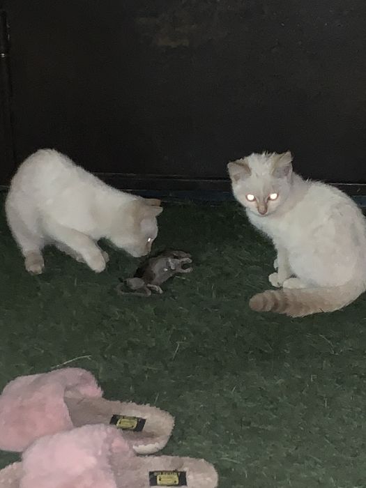 Котята 5 месяцев
