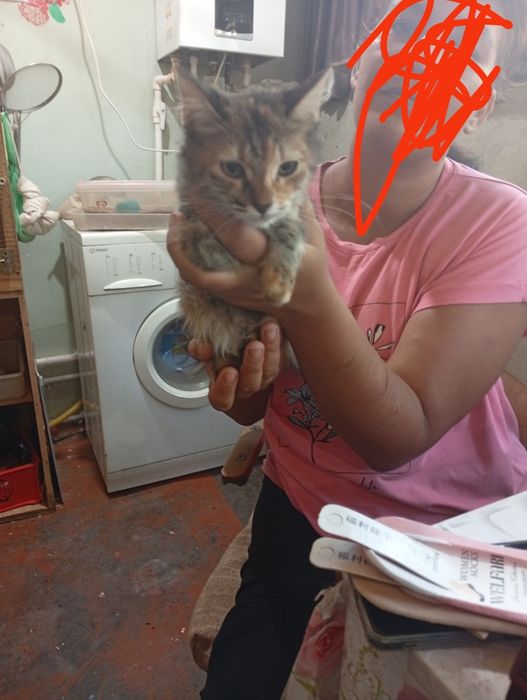 Одам Котя бесплатно