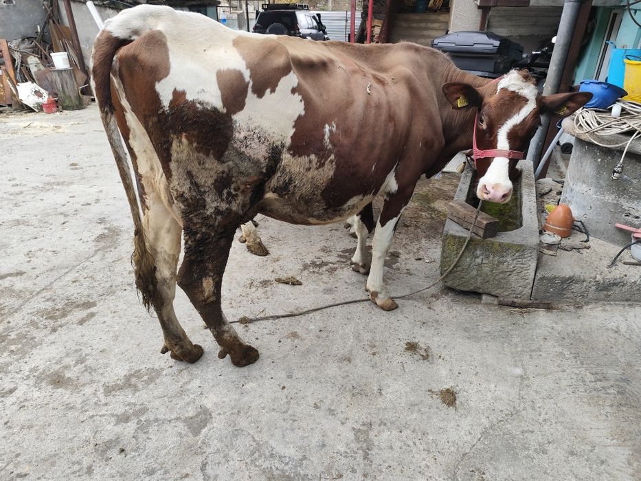 Vând vacă Red Holstein 
Vând vacă de rasă Red Holstein, în vârstă de 3 ani, foarte bine între