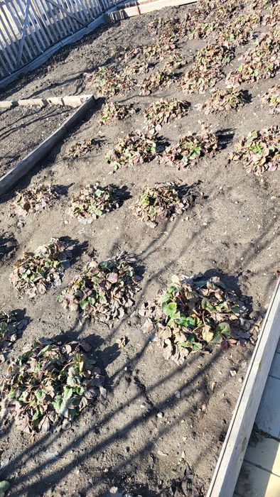 Продам дачу район Пестрого