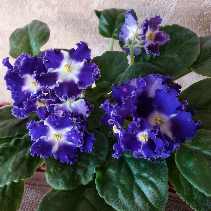 Фиалки ,листочки 500тг