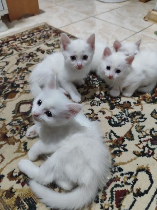 Отдам котят бесплатно