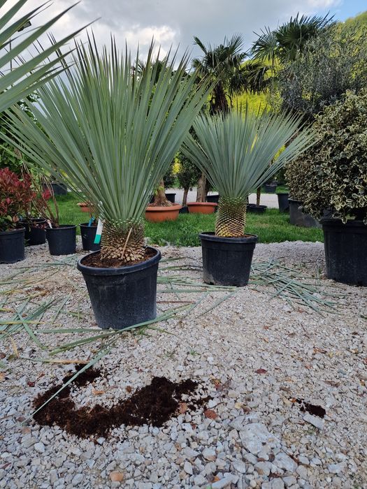 Vand yucca rostrata gloriosa