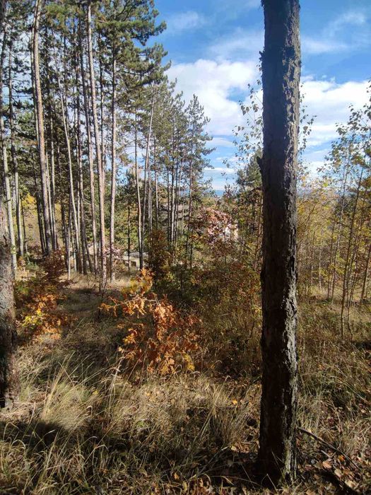 Продава се Земеделски имот в Велинград -  кв.м за 34560 €/дка - Снимка #3