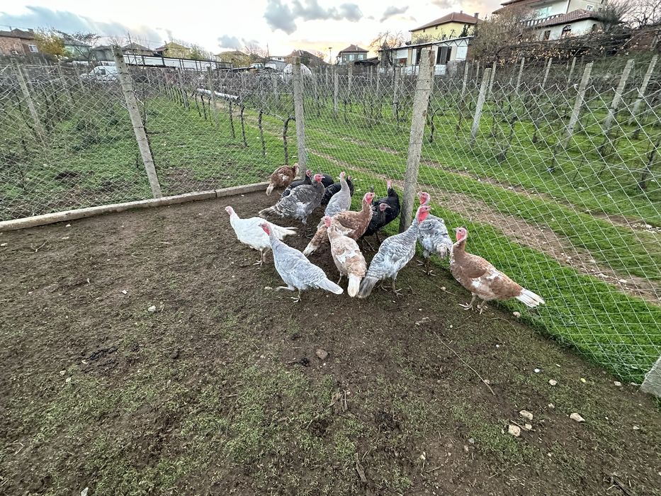 Продавам 10 пуйки!