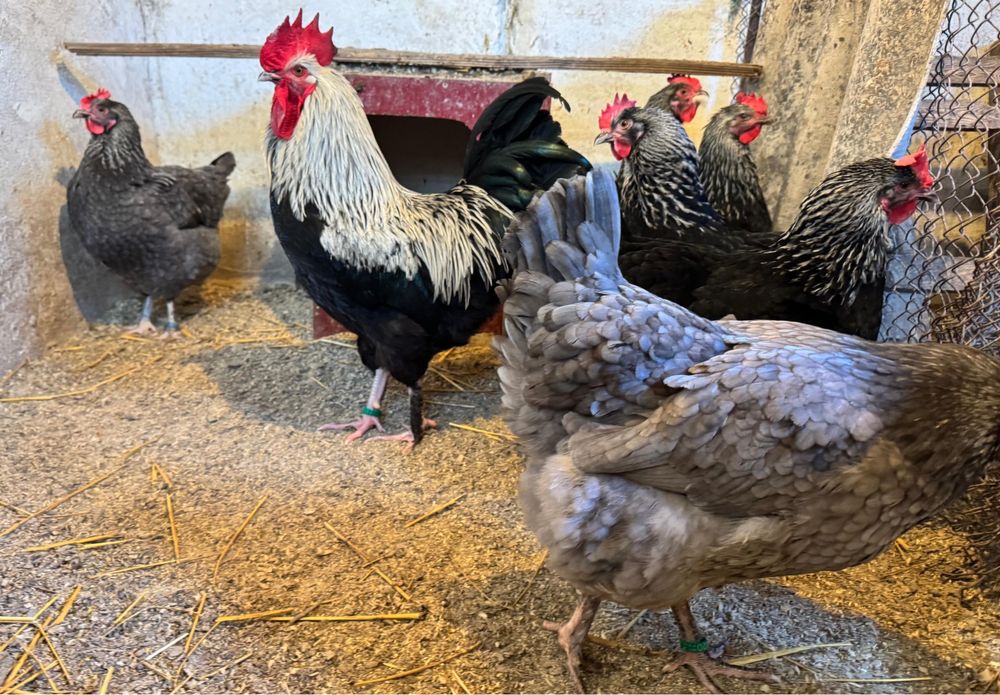 Ouă Marans NCA/BCA