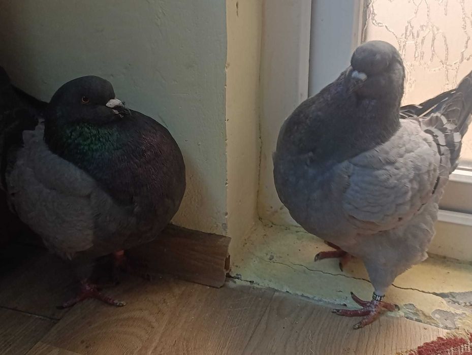 Vând o pereche de porumbei king