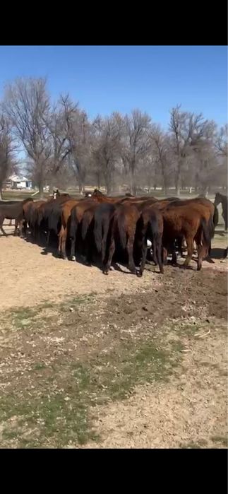 Жылқылар / Тайлар