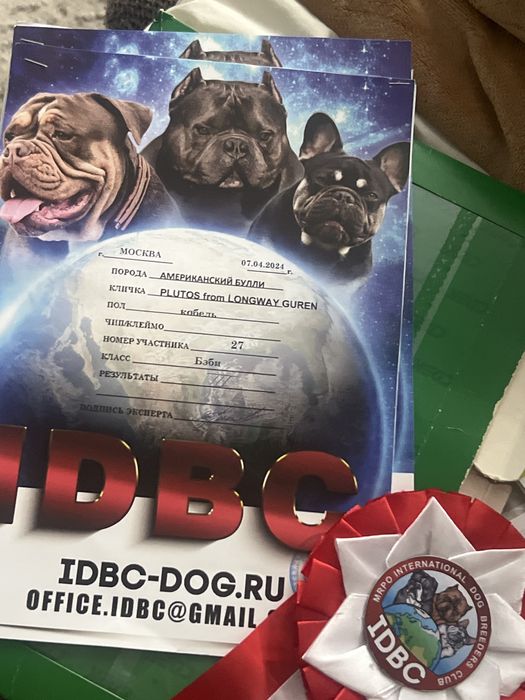 Американский булли мини ВЯЗКА