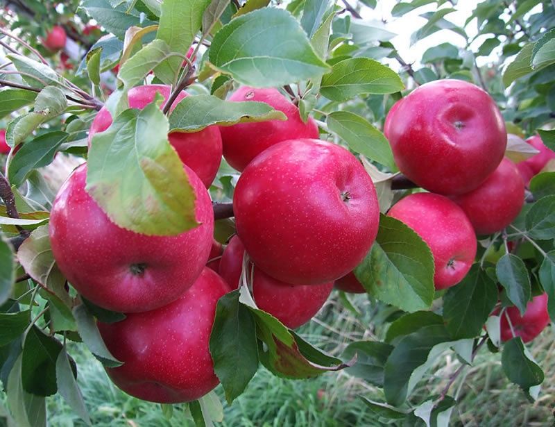 Pomi Fructiferi Străvechi Glia Strămoșească (Soiuri De Mar ).