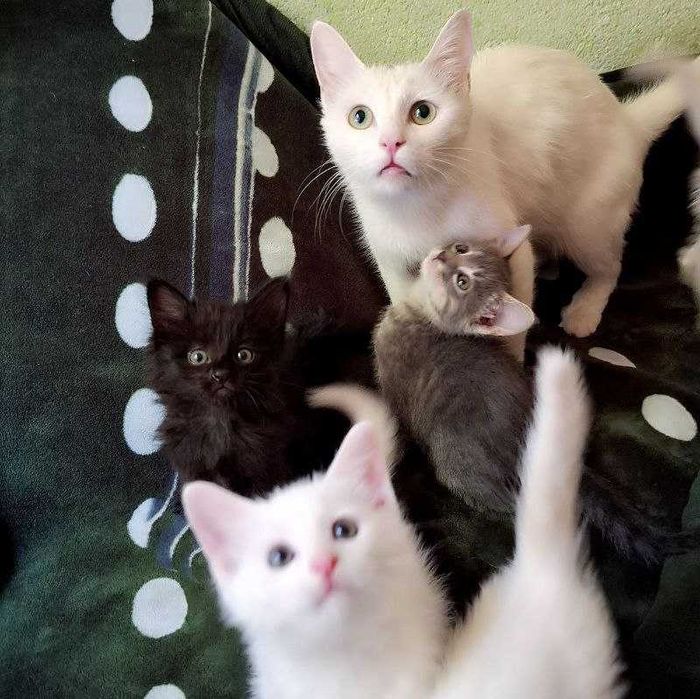 Mobil telefonda suratga olingan haqiqiy porno