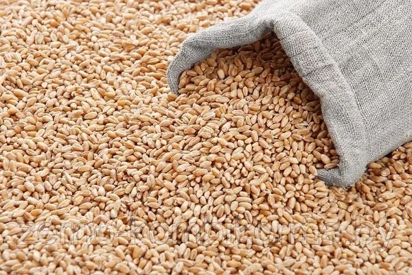 Пшеница реколта 2025