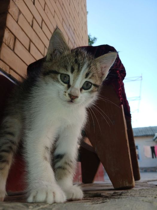 Отдам даром котенек