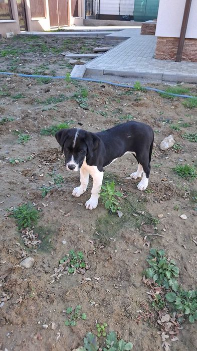 Adoptie labrador 5 luni