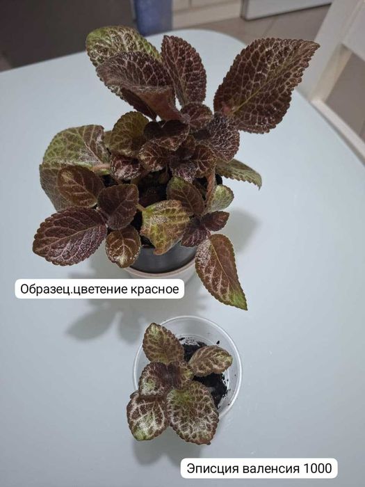 Эписции... продажа