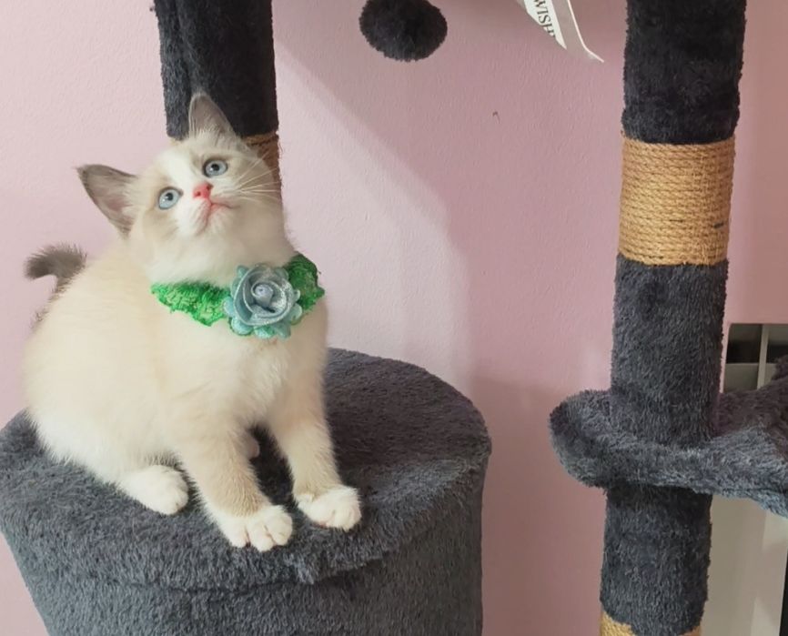 Котёнок породистый