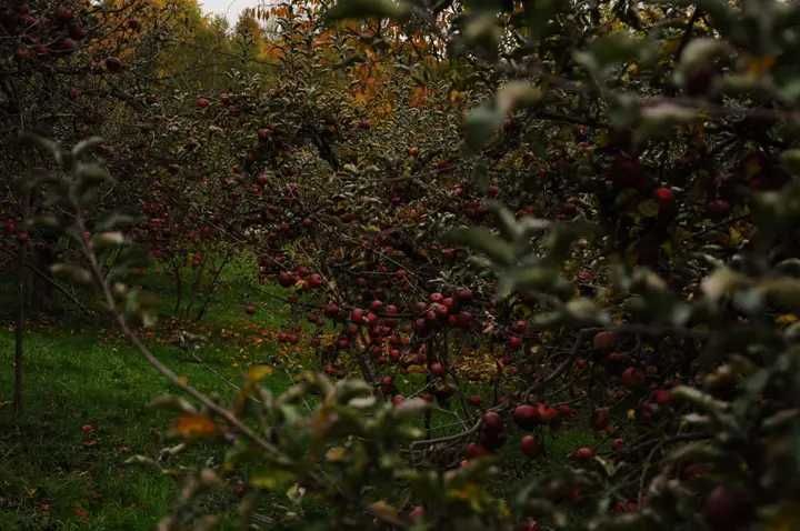 Vând suc de mere bio