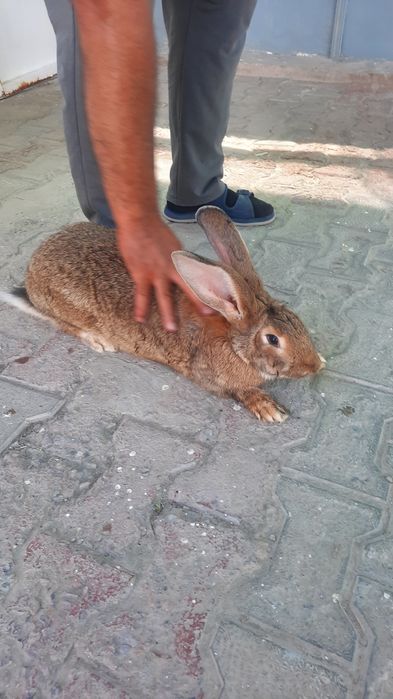 Quyonlar sotiladi xarxil zotlila bor