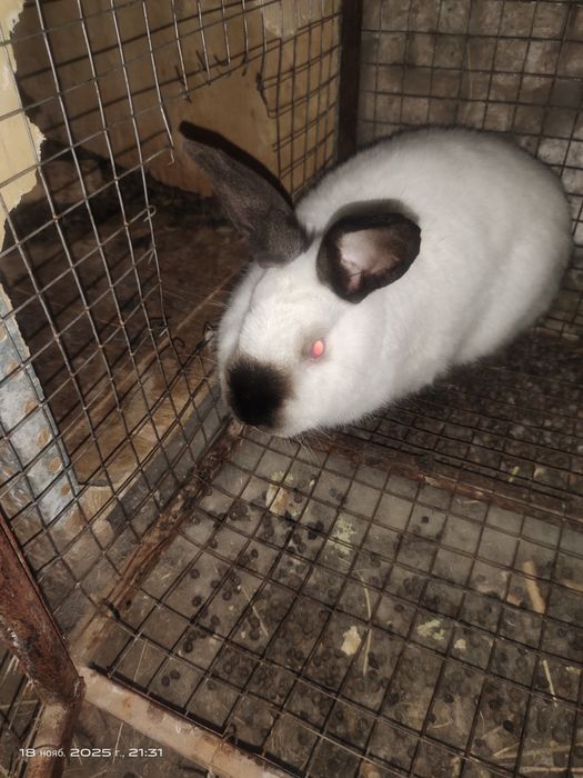 Чистокровный Калифорния 4 шт вместе 2- клетками.