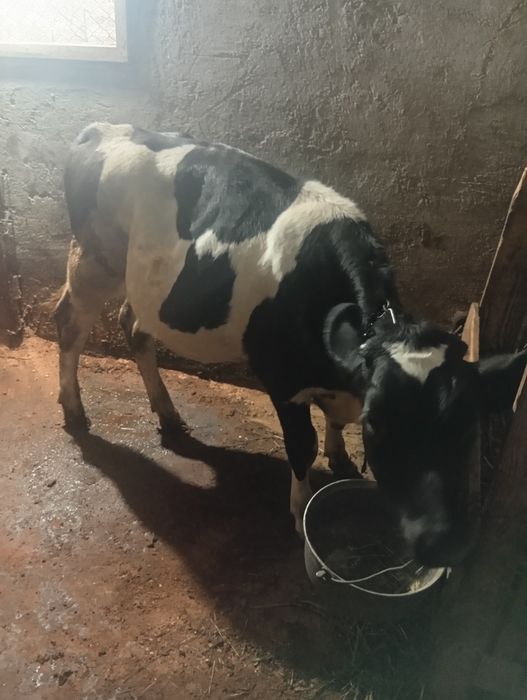 Vitea de Rasa  HOLSTEIN!