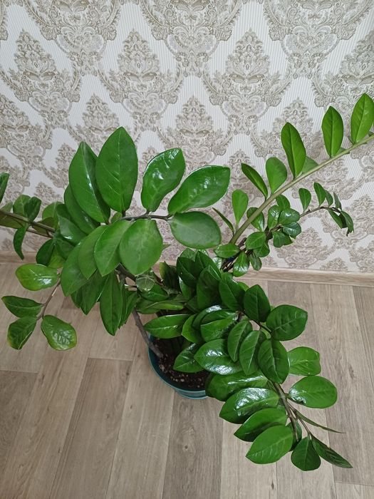 Долларовое дерево