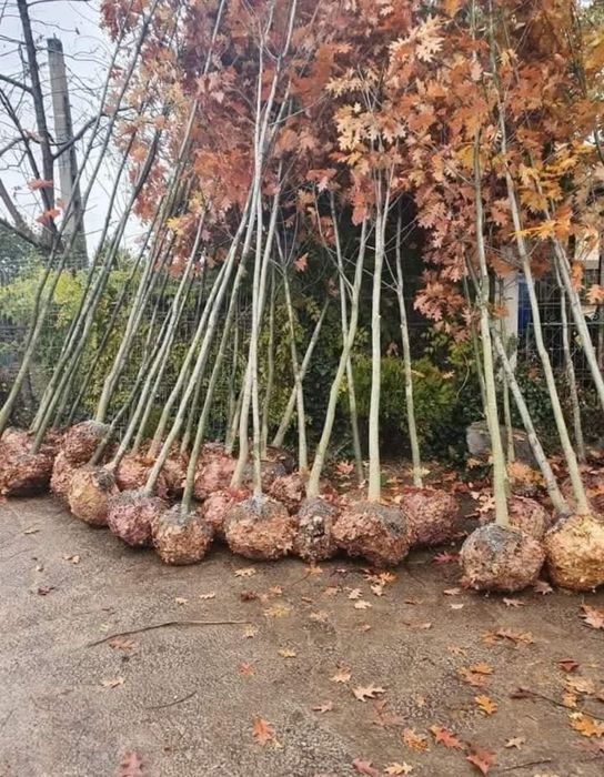 Copaci ornamentali de dimensiune Marii și mici