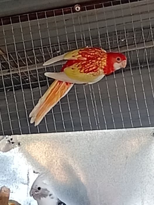 Vând papagali Rosella rubino