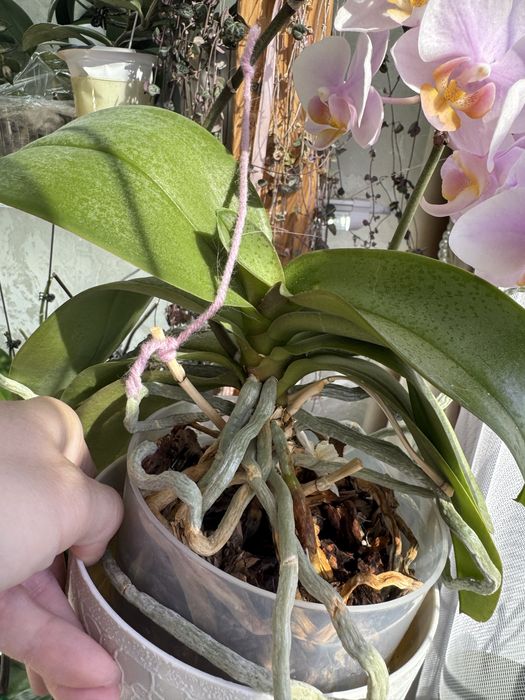 Продам орхидею(фалинопсис)