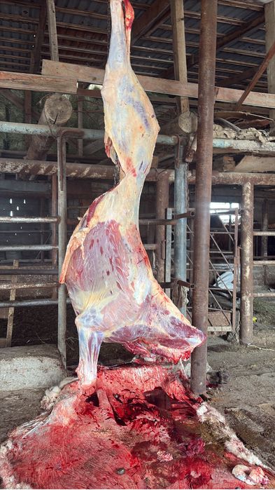 Байталдар сатылады кунажын