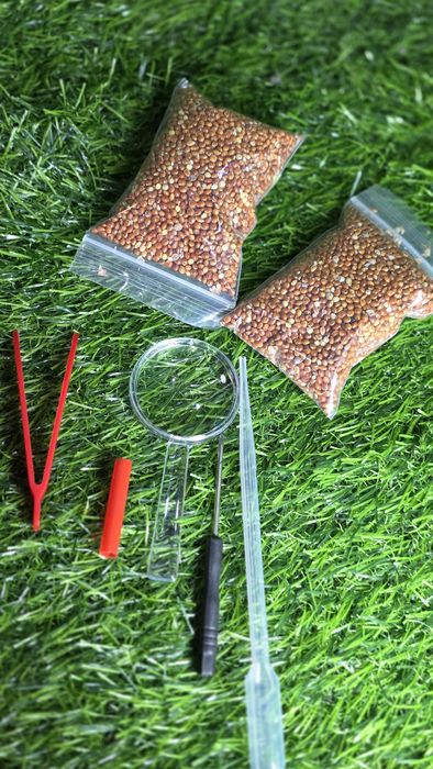 Муравьиная ферма! АЛМАТЫ