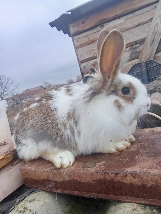 Vând iepuri  cap de leu