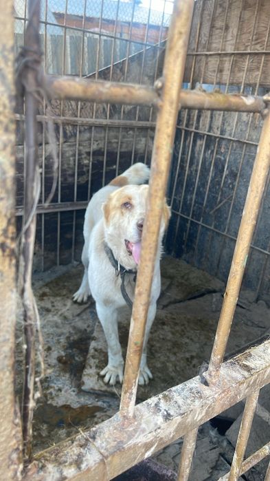 Собака Алабай Сая