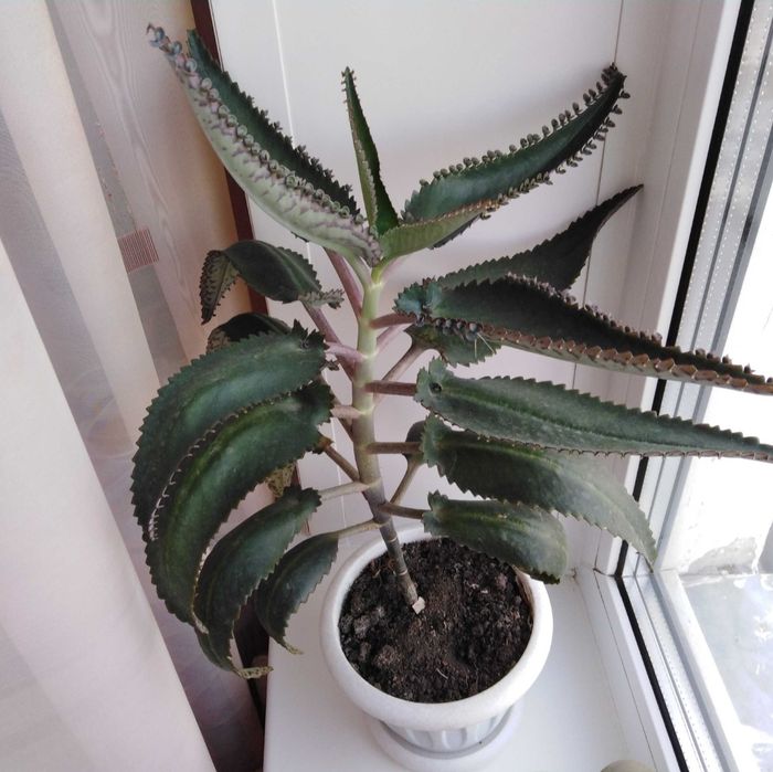 Домашние цветы Каланхое лечебное