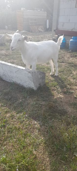 Capre alpin franceze si iedute