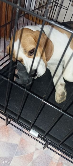 Собака бигль, договорная