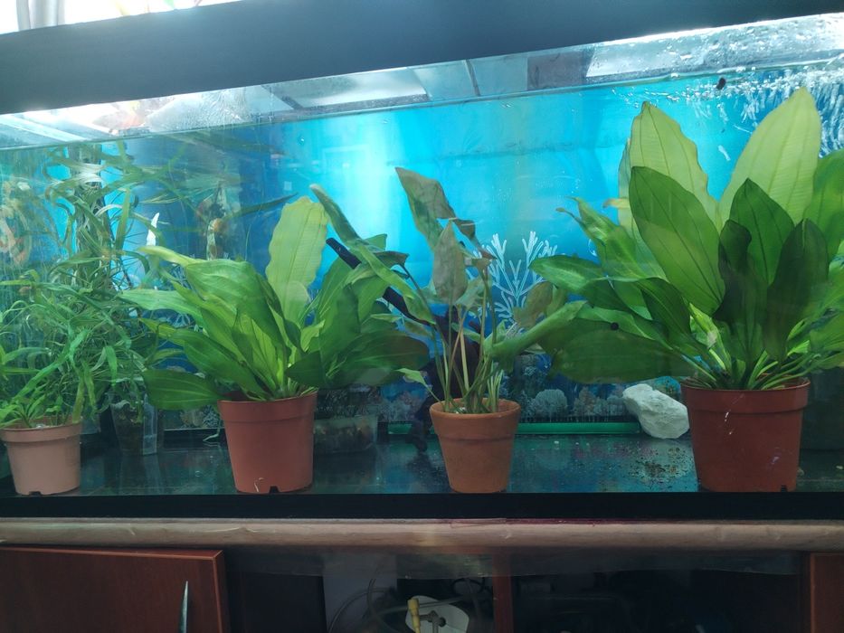 Продажа аквариумных растений