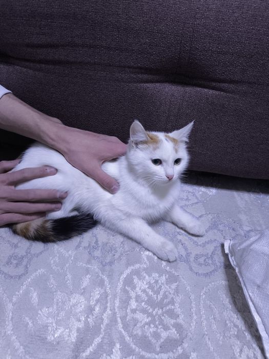 Акылды мысык тегын беремын