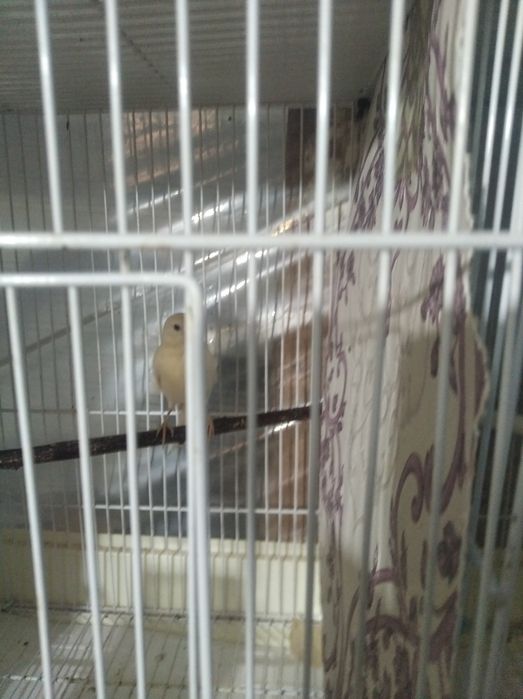 Канарейки 150000 тысяч