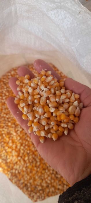 Попкорн  на прод