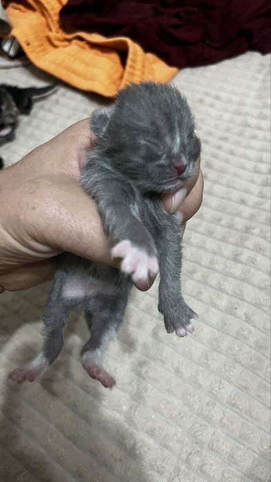 Котенок ищет семью.