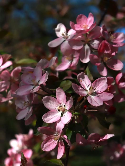 Canon EOS 850d kit +Zenitar 50mm f1.9
