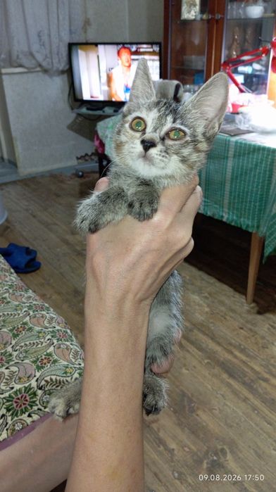 Срочно отдам котёнка в добрые руки