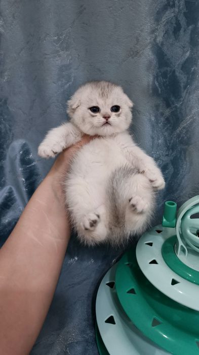 Продаётся чистокровная шотландская девочка серебристая шиншилла