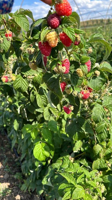 Рассада  клубники. Малины Продам