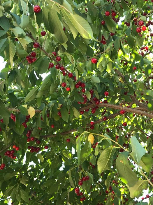 Өрік, вишня сатылады