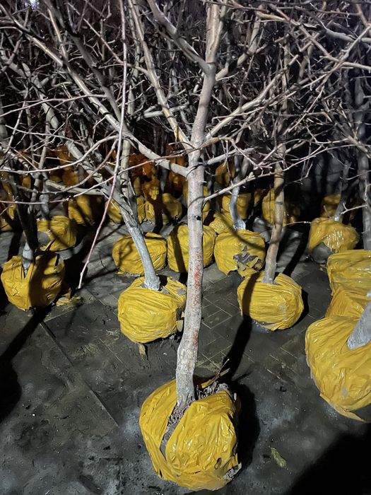 Яблони 5 летки