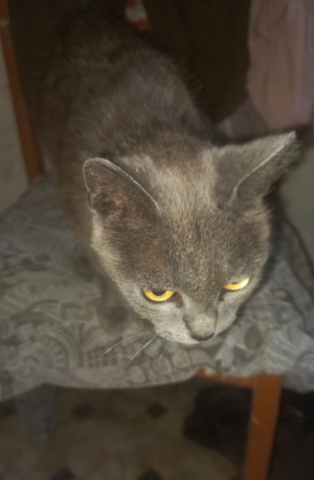 Отдам кошечку около года