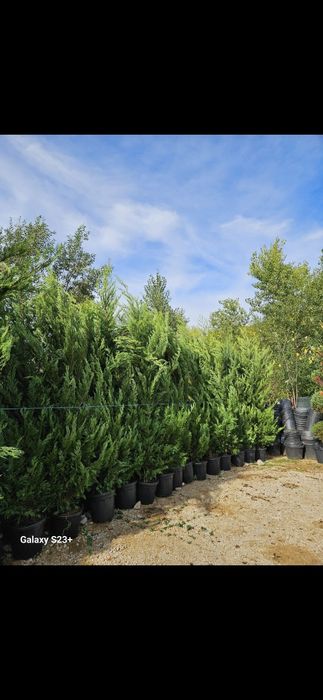 Leylandii de mai multe dimensiuni